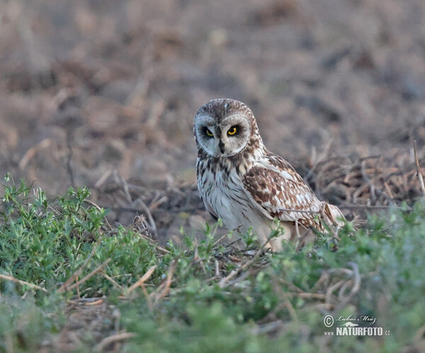 Short-eared Owl (Asio flammeus)