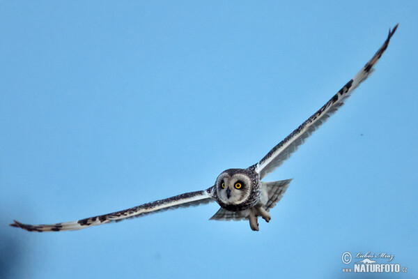 Short-eared Owl (Asio flammeus)