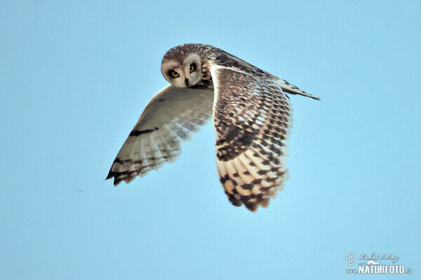 Short-eared Owl (Asio flammeus)