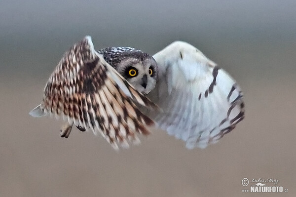 Short-eared Owl (Asio flammeus)