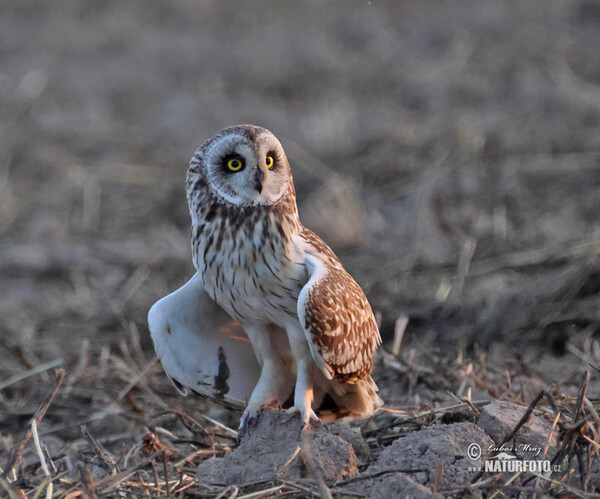 Short-eared Owl (Asio flammeus)