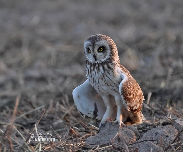 Short-eared Owl (Asio flammeus)