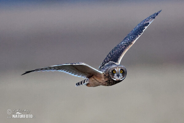 Short-eared Owl (Asio flammeus)