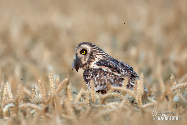 Short-eared Owl (Asio flammeus)