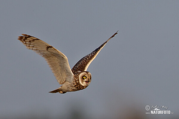 Short-eared Owl (Asio flammeus)