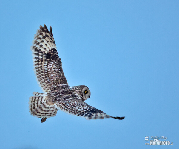 Short-eared Owl (Asio flammeus)