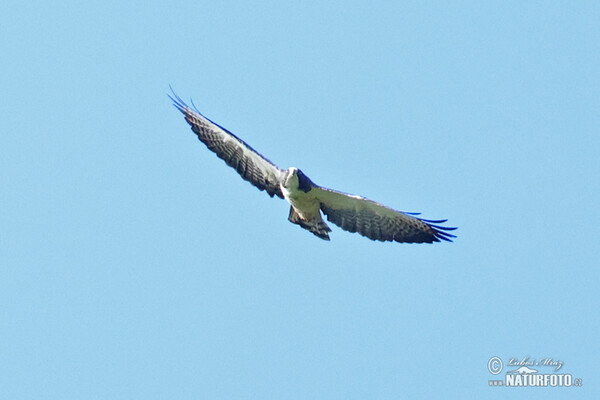 Short-tailed Hawk (Buteo brachyurus)