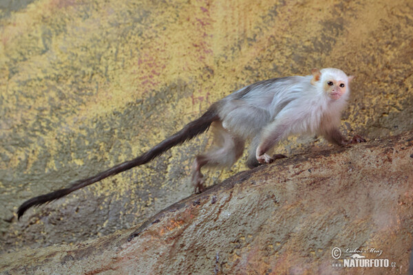 Silvery marmoset (Mico argentatus)