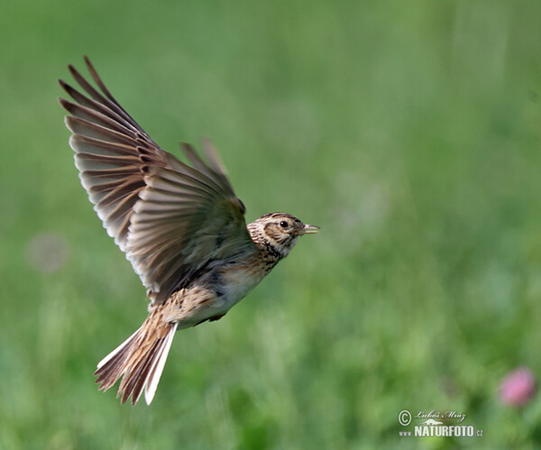 Skylark (Alauda arvensis)