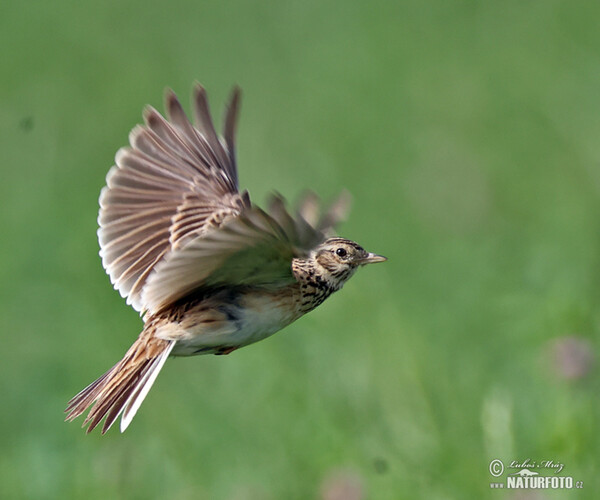 Skylark (Alauda arvensis)