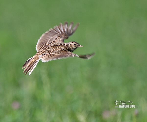 Skylark (Alauda arvensis)