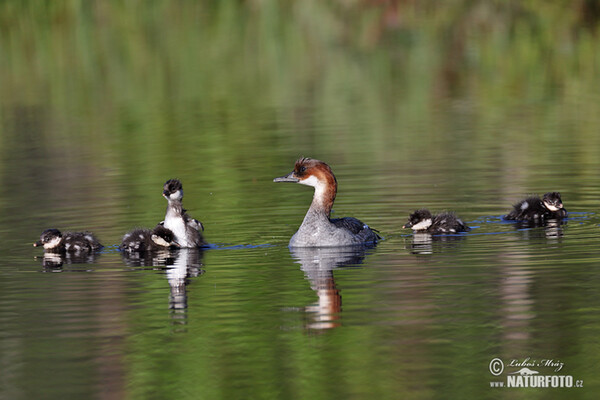 Smew (Mergus albellus)