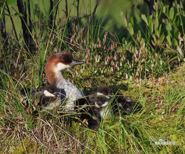 Smew (Mergus albellus)