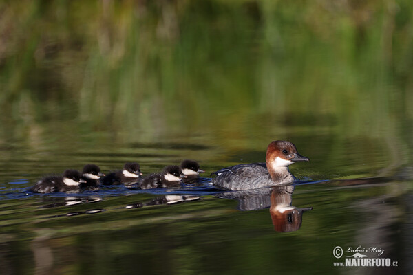 Smew (Mergus albellus)