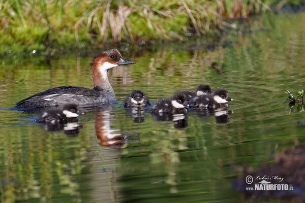 Smew (Mergus albellus)