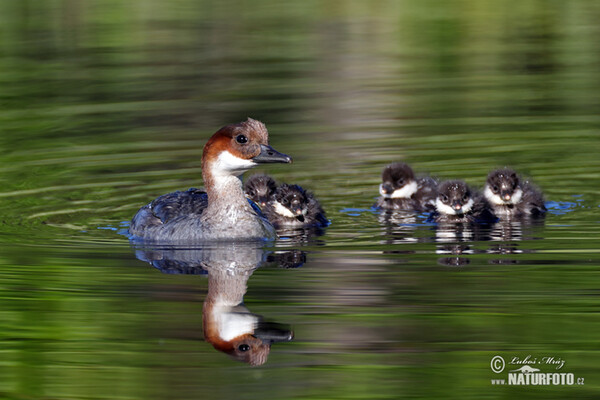 Smew (Mergus albellus)