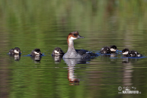 Smew (Mergus albellus)