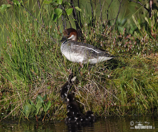 Smew (Mergus albellus)