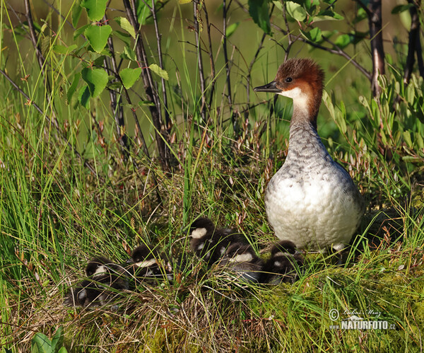 Smew (Mergus albellus)