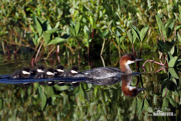 Smew (Mergus albellus)