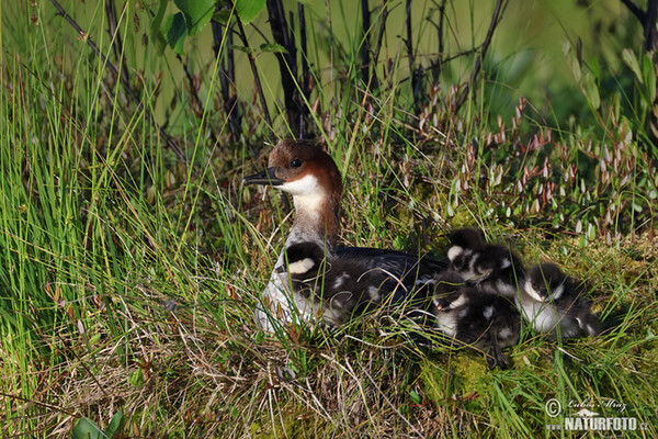 Smew (Mergus albellus)