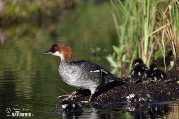 Smew (Mergus albellus)