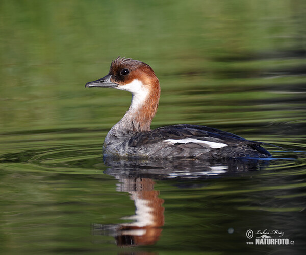 Smew (Mergus albellus)