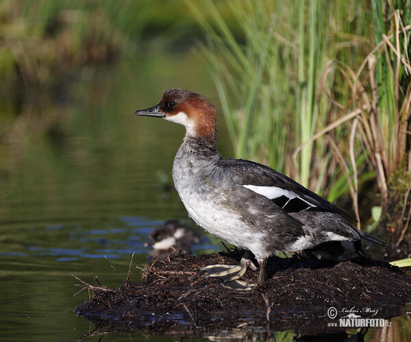 Smew (Mergus albellus)