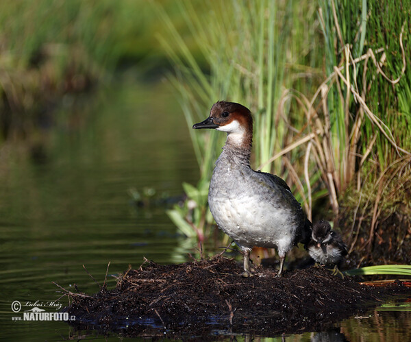 Smew (Mergus albellus)