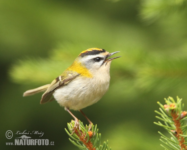 Sommergoldhähnchen