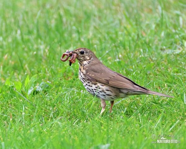 Song Thrush (Turdus philomelos)