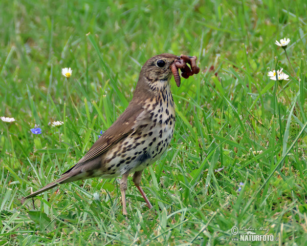 Song Thrush (Turdus philomelos)