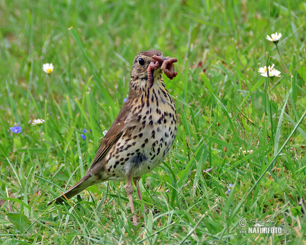 Song Thrush (Turdus philomelos)