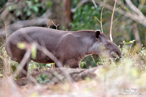 South American tapir (Tapirus terrestris)