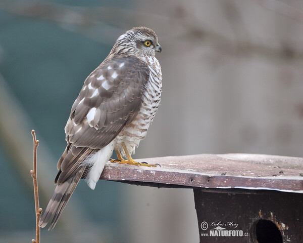 Sparrowhawk (Accipiter nisus)