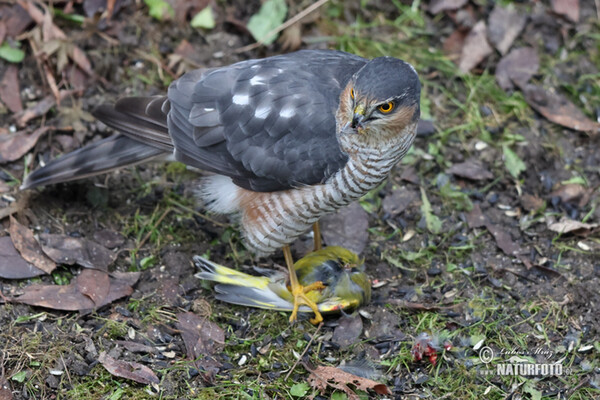 Sparrowhawk (Accipiter nisus)