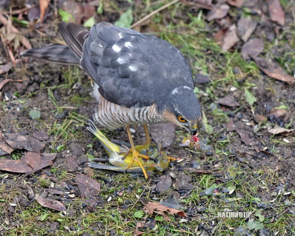 Sparrowhawk (Accipiter nisus)