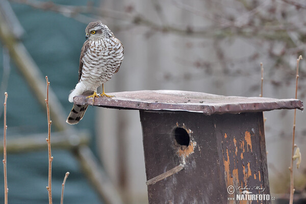 Sparrowhawk (Accipiter nisus)