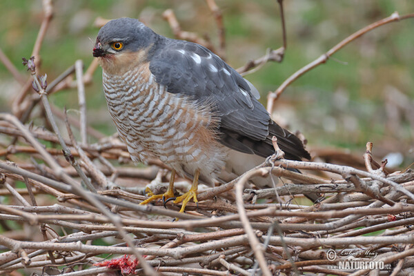 Sparrowhawk (Accipiter nisus)