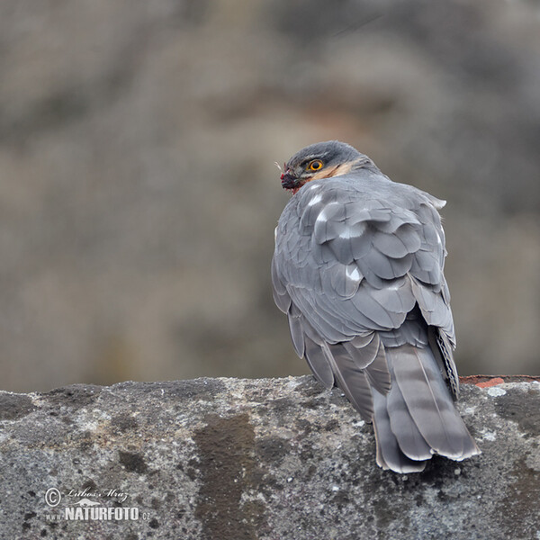 Sparrowhawk (Accipiter nisus)