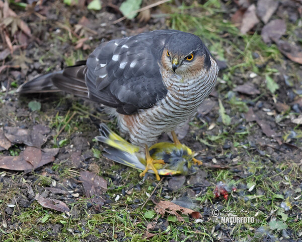 Sparrowhawk (Accipiter nisus)