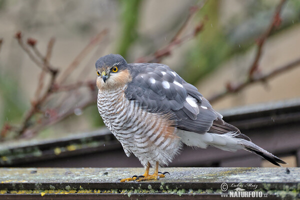 Sparrowhawk (Accipiter nisus)