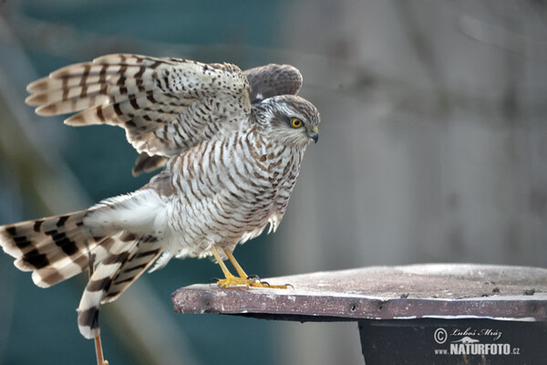 Sparrowhawk (Accipiter nisus)