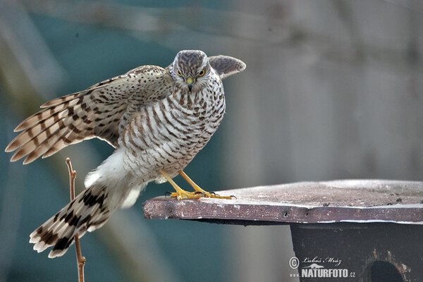 Sparrowhawk (Accipiter nisus)