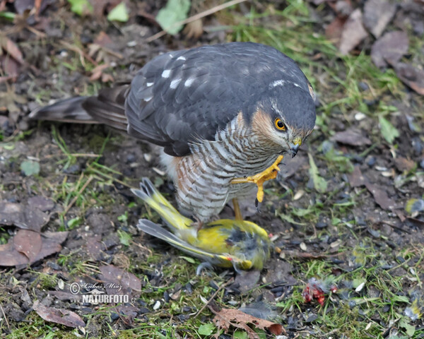 Sparrowhawk (Accipiter nisus)