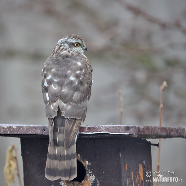 Sperwer roofvogel