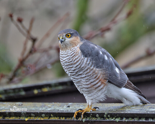 Sperwer roofvogel