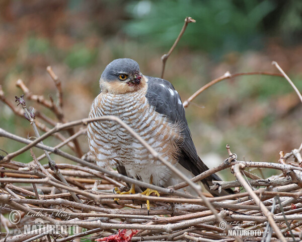 Sperwer roofvogel