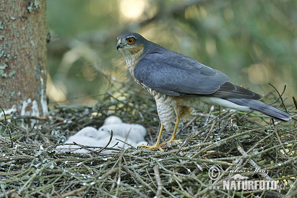 Sperwer roofvogel