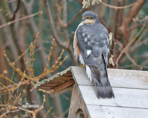 Sperwer roofvogel